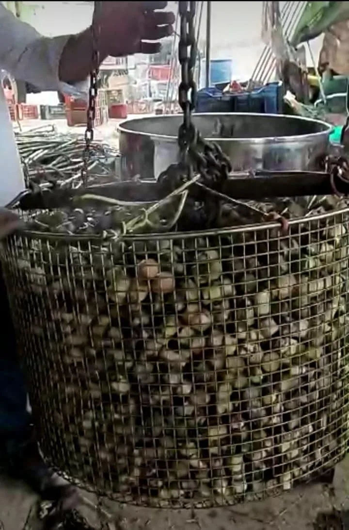 Sugarcane Sett Treatment Device view 2
